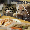 萌宠 猫星人 我不吃 你想吃 呆萌 可爱