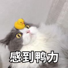 喵星人 萌宠 可爱 猫咪 逗 文字表情包