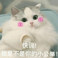 猫 小公举 快说