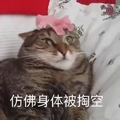 猫咪 仿佛身体被掏空 害怕 缩成一团