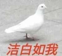 萌宠 鸽子 洁白如我 纯洁 呆萌 搞怪