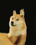 狗狗 黑夜 嘚瑟 恶搞
