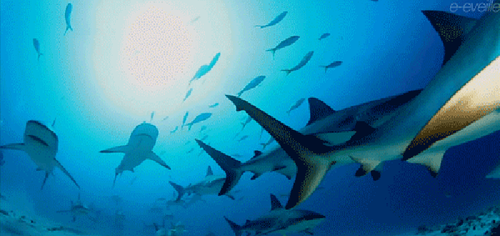 大海 海底 鱼群  鲨鱼