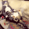 猫咪 狗狗 睡觉 萌宠