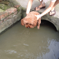 狗狗 泰迪 流水 比划
