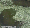 污 没眼看 限制级 可爱