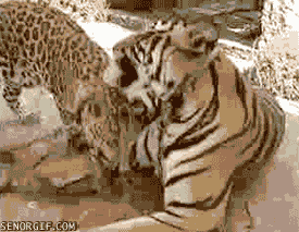 老虎 快乐 动物 亲吻