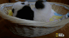 小熊猫 困 萌 昏昏欲睡 抬头 高抬腿 国宝 sleepy