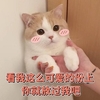 萌宠 猫星人 看我这么可爱的份上 你就放过我吧 搞怪 逗