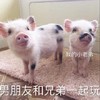 萌宠 猪 男朋友 他和兄弟一起玩 调皮 搞笑