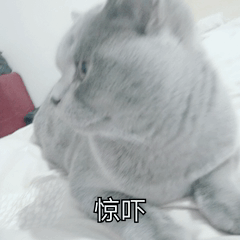 萌寵 喵星人 驚嚇 吃驚 呆萌 可愛
