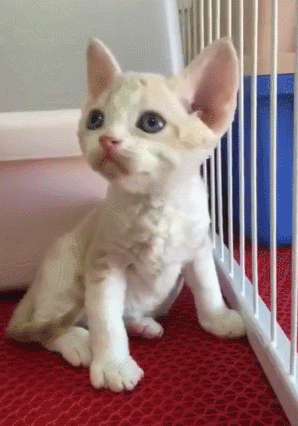 猫咪 可爱 萌宠 喵星人