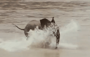大象 水 兴奋 跑步