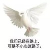 动物 鸽子 我们已经在路上了 可是不小心迷路了 搞怪 逗