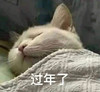 萌宠 猫星人 过年了 开心 呆萌 可爱