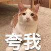 猫 自恋 夸我 可爱 呆萌