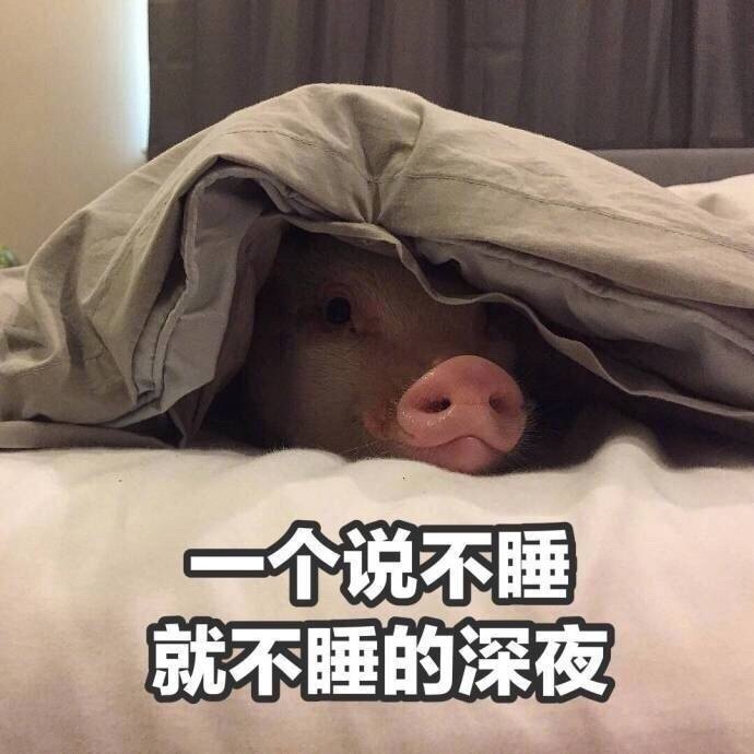 小猪猪 说不睡就不睡 可爱 搞笑 深夜  萌萌哒