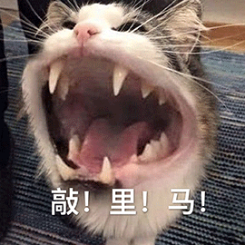 萌宠 猫咪 猫 喵星人 敲里马 生气