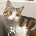 猫咪 可爱 呆萌 斗图 我就不 讯飞