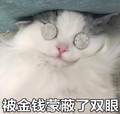 猫咪 可爱 呆萌 斗图 被金钱蒙蔽了双眼