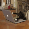 萌宠 猫星人 忙 猫爪 呆萌 可爱