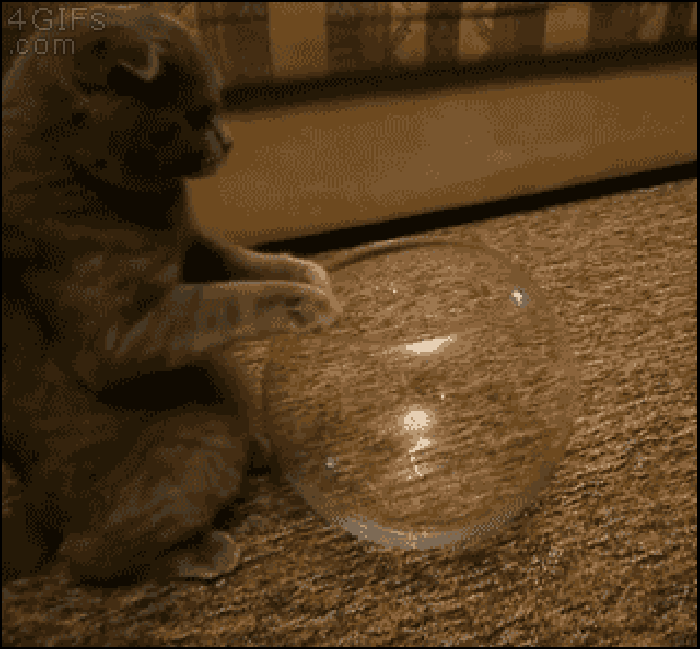 猫咪 玻璃缸 神宠 钻进