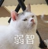 萌宠 猫星人 弱智 嫌弃 呆萌 可爱