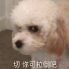 切 狗 拉倒 搞怪 逗
