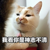 萌宠 猫星人 我看你是神志不清 你怕是傻子 搞怪 呆萌