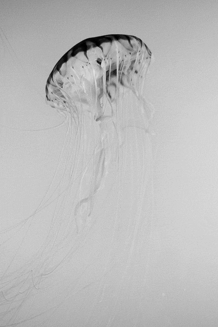 水母 触须 移动 黑白