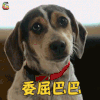 萌宠 狗 汪星人 委屈巴巴 伤心