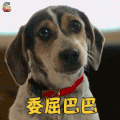 萌宠 狗 汪星人 委屈巴巴 伤心 soogif soogif出品