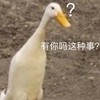 萌宠 鸭子 有你吗这种事 好奇 搞怪 逗