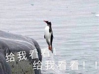 给我看看 企鹅 跳起来 海水 岩石