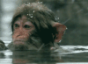 猴子 下雪 抚摸 水