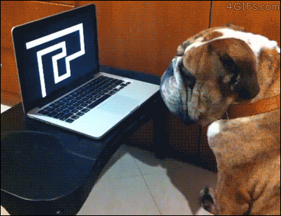 狗狗 电脑 恐怖 无视
