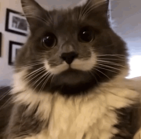 猫 可爱的胡子 是神马 好奇
