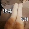 萌宠 猫星人 猫爪 诱惑 呆萌 搞怪