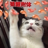 萌宠 喵星人 锦鲤附体 好运 可爱 呆萌