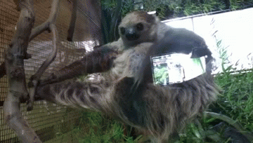 树懒 sloth 挠痒 羞耻