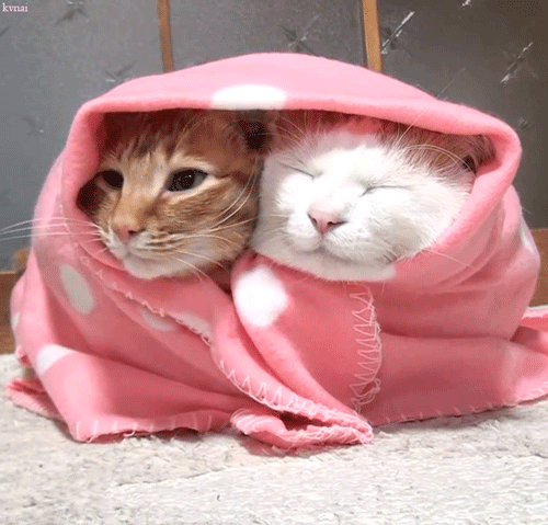 猫 冷 毯子 cat