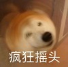 萌宠 猫星人 疯狂摇头 拒绝 呆萌 可爱