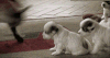 宠物 这叫一顶双狗~ 搞笑 可爱 萌 gif