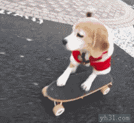 狗狗 穿衣服 滑滑板 有趣