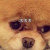 小狗狗 求求求 搞笑 可爱