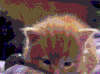 小猫 可爱 毛茸茸 喵星人