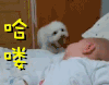 哈喽哈喽 斗图 狗狗 萌宠 萌娃