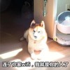 萌宠 汪星人 连了你的wifi 我就是你的人了 呆萌 可爱