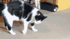 猫咪 翻跟头 可爱 萌宠