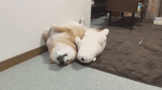 柴犬  睡觉了  一种  幸福